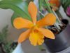 Brassolaeliocattleya fuchs orange nugget